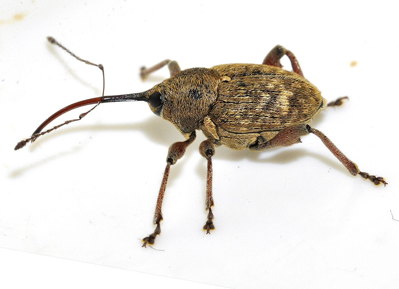 Hazelnut weevil (Curculio nucum), pest of thin-shelled hazelnut cultivars