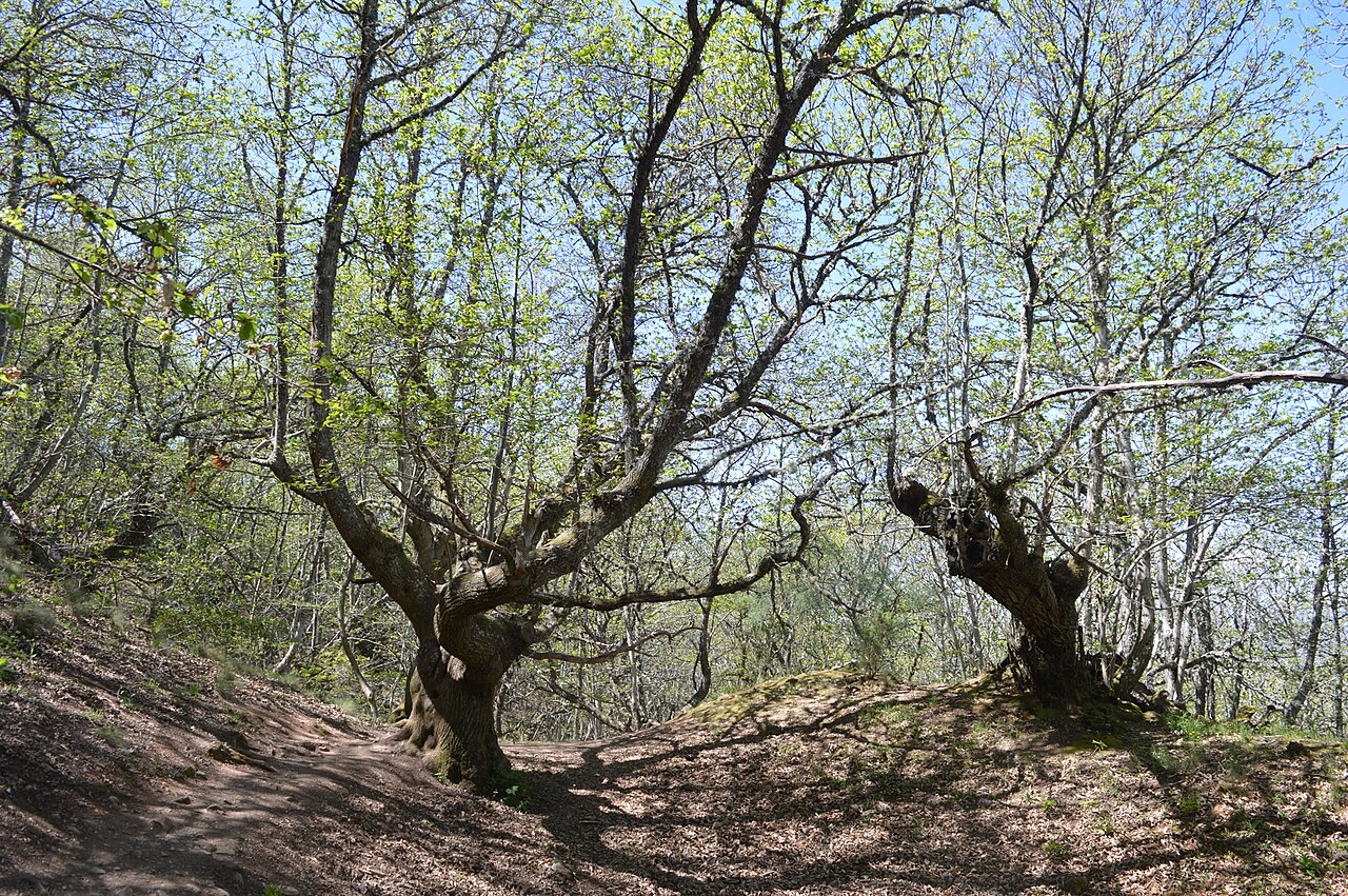 Hazel trees in forest