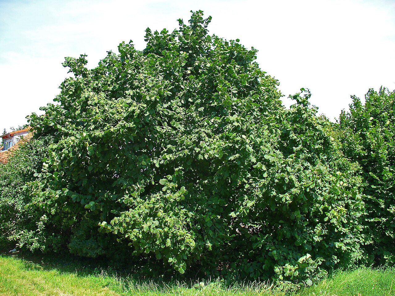 Hazelnut leaf (Corylus avellana) of round shape