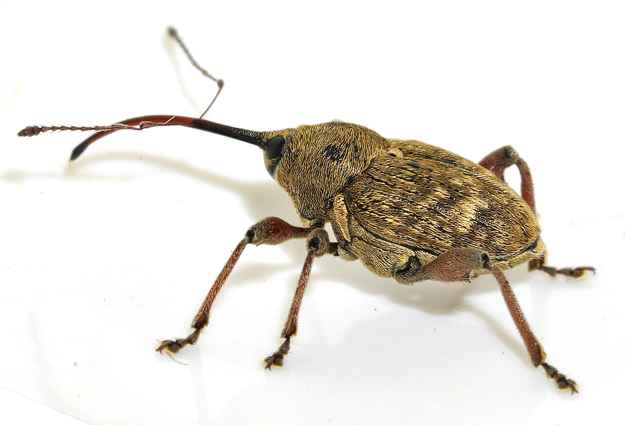 Hazelnut weevil (Curculio nucum), pest of hazelnut fruits