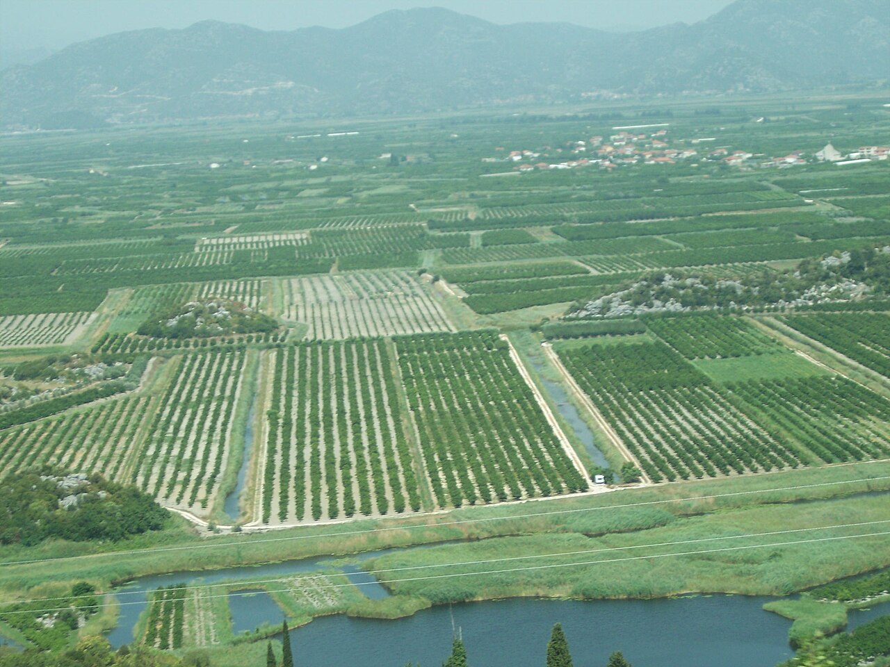 aerial view of hazelnut orchards
