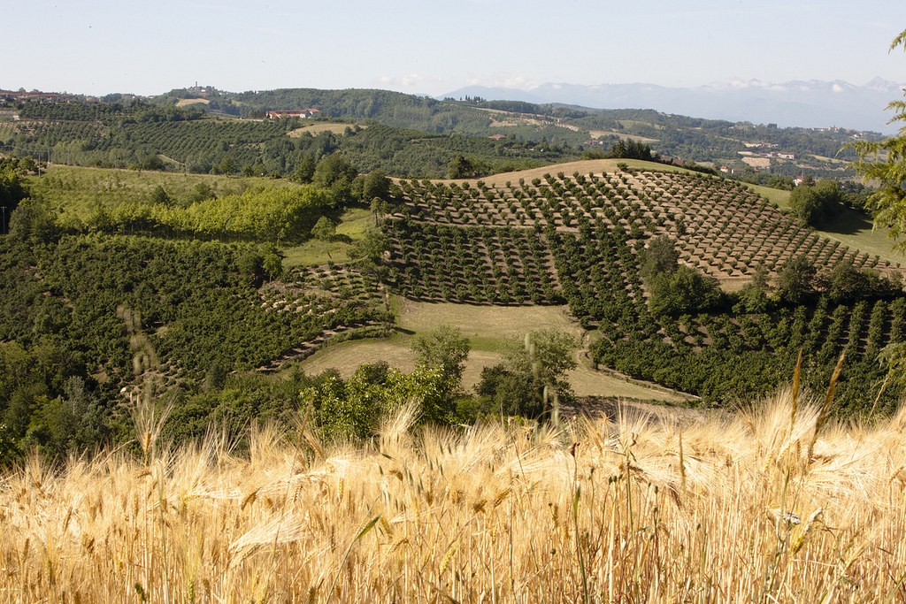Hazelnut orchards in Italian hills