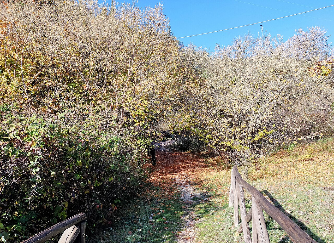 path through hazelnut orchard