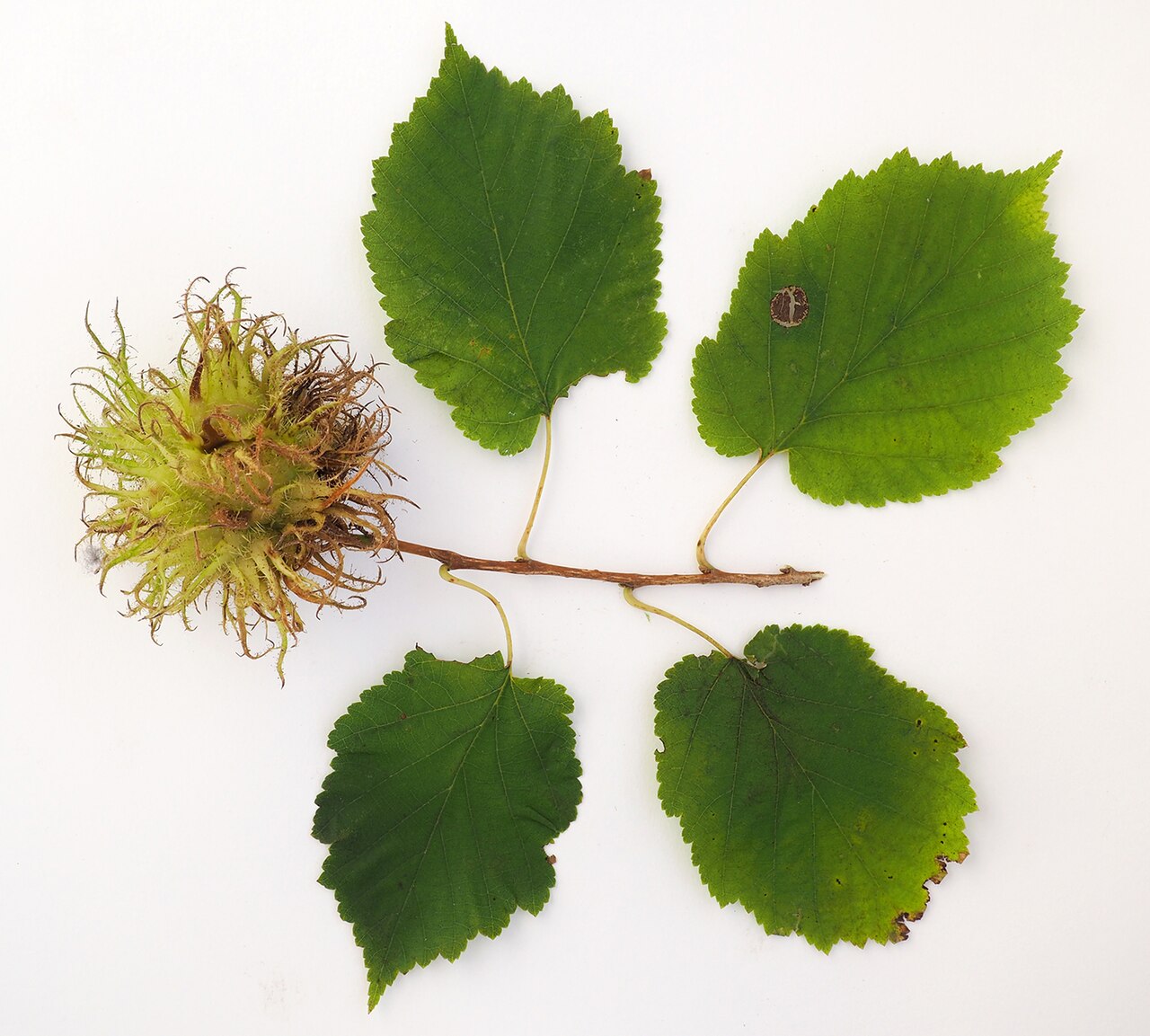 Persian hazel (Corylus colurna), grafting rootstock