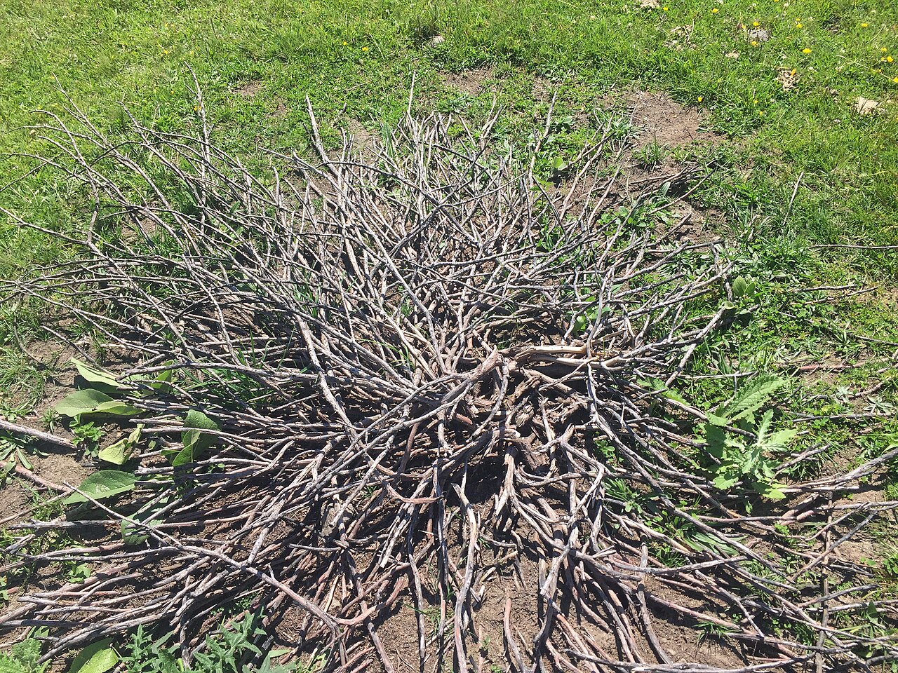 pile of hazelnut pruned branches