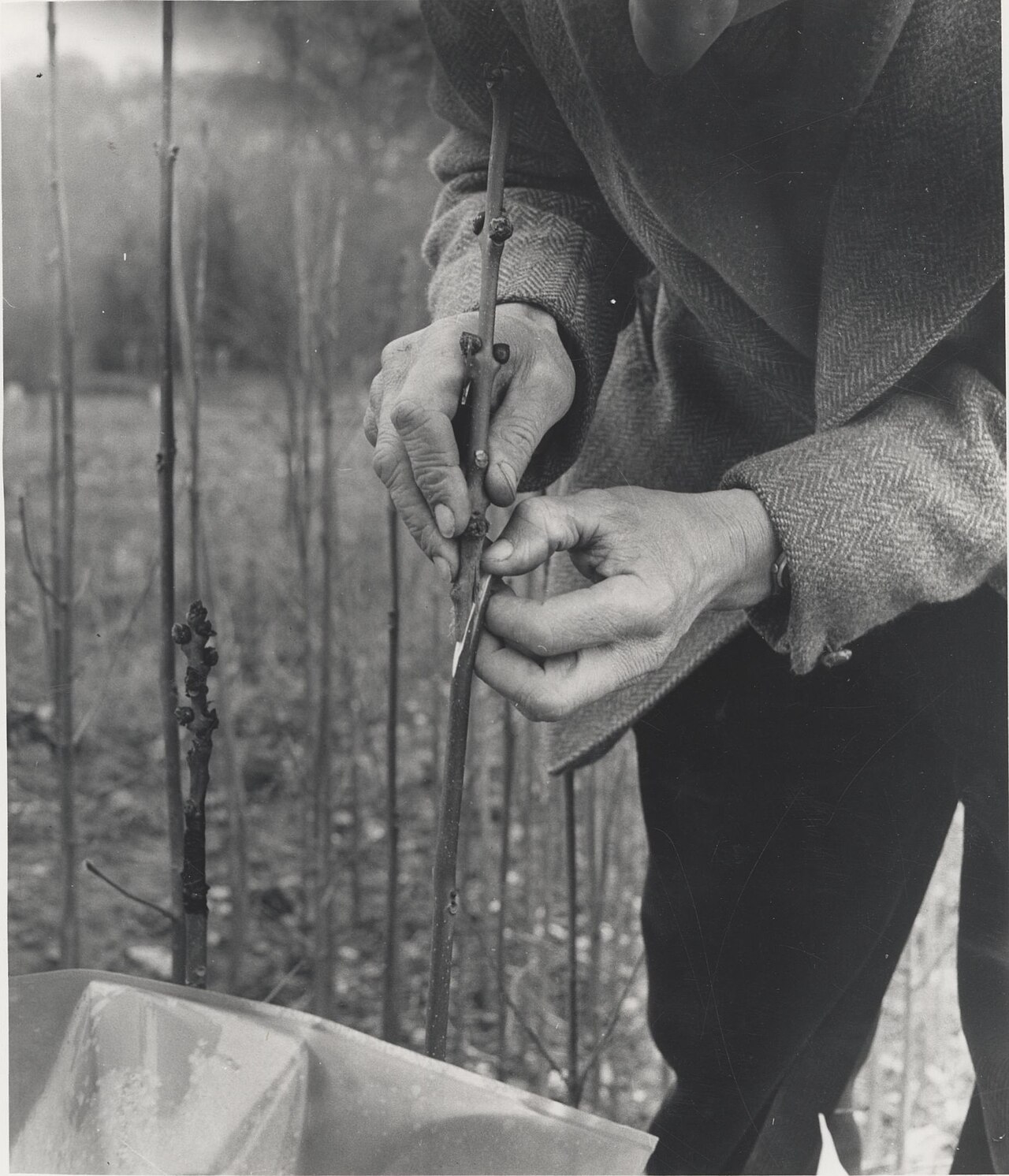 Vegetative propagation by grafting, historical depiction of the whip technique