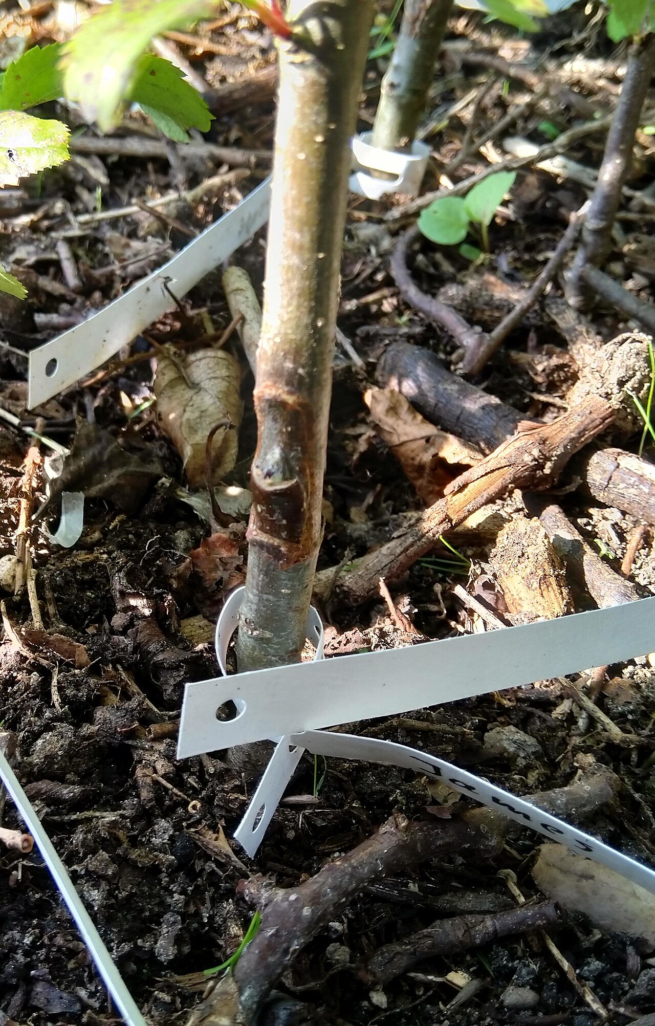 Chip budding (grafting a bud) — seedling with inserted chip containing a bud, secured with tapes