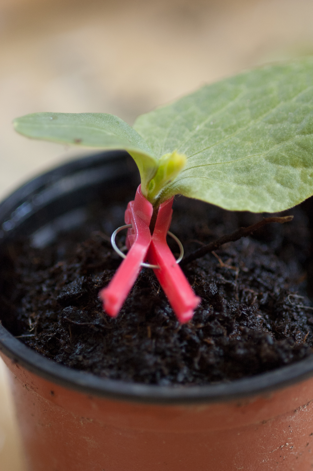 grafting a young plant