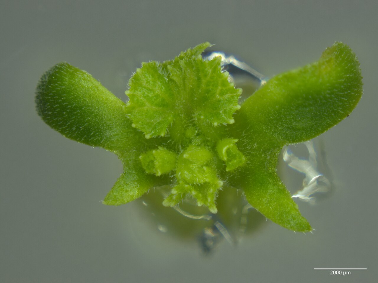 Aseptic plantlet grown in vitro on MS medium with cytokinin (cucumber example)