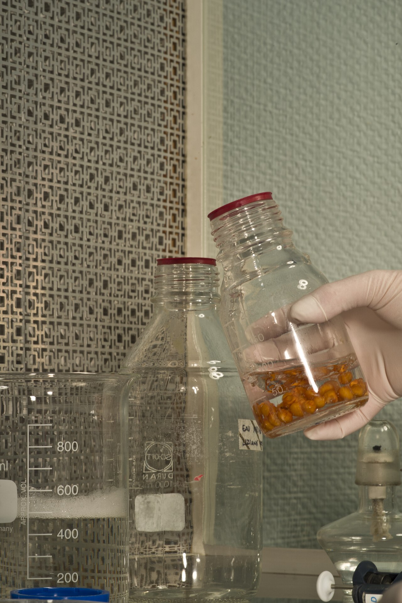 Disinfection of plant material for introduction into in vitro culture (corn kernel example)