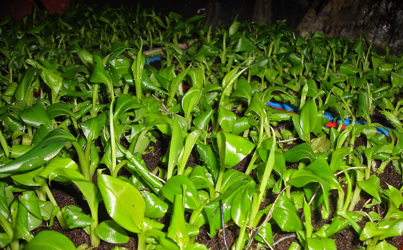 Acclimatization: tissue culture plantlets transplanted into substrate (banana example)