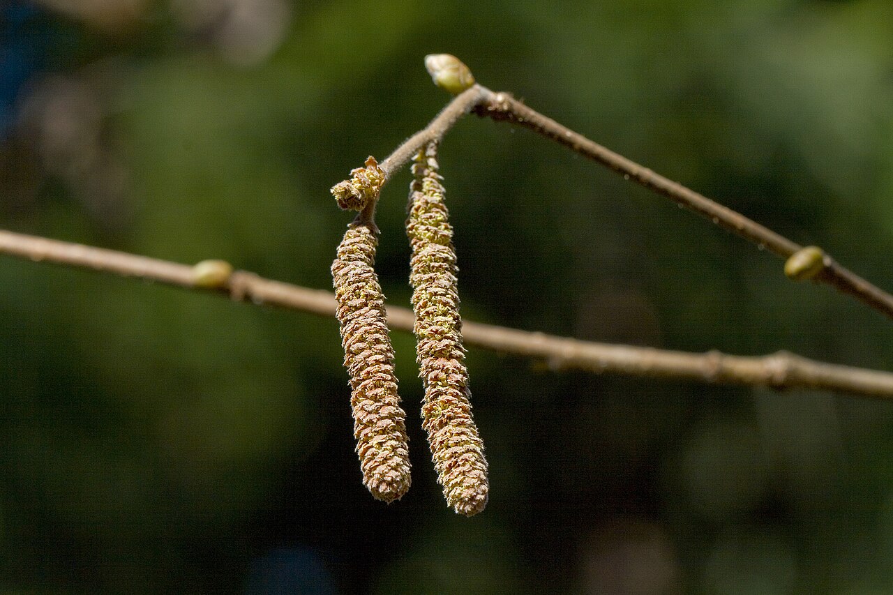 Common hazel tree (Corylus avellana) in its natural environment