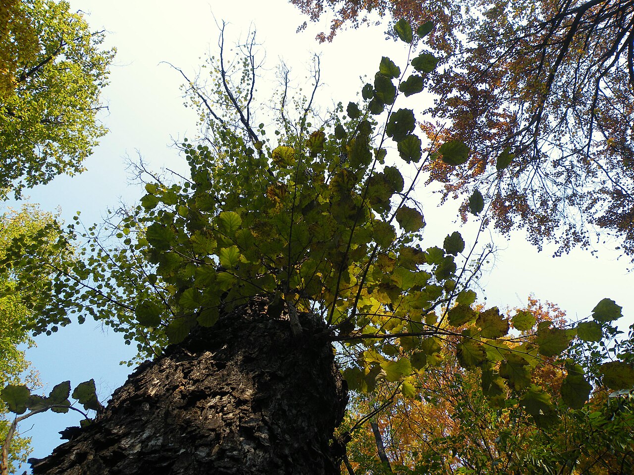 Hazel tree trunk and foliage