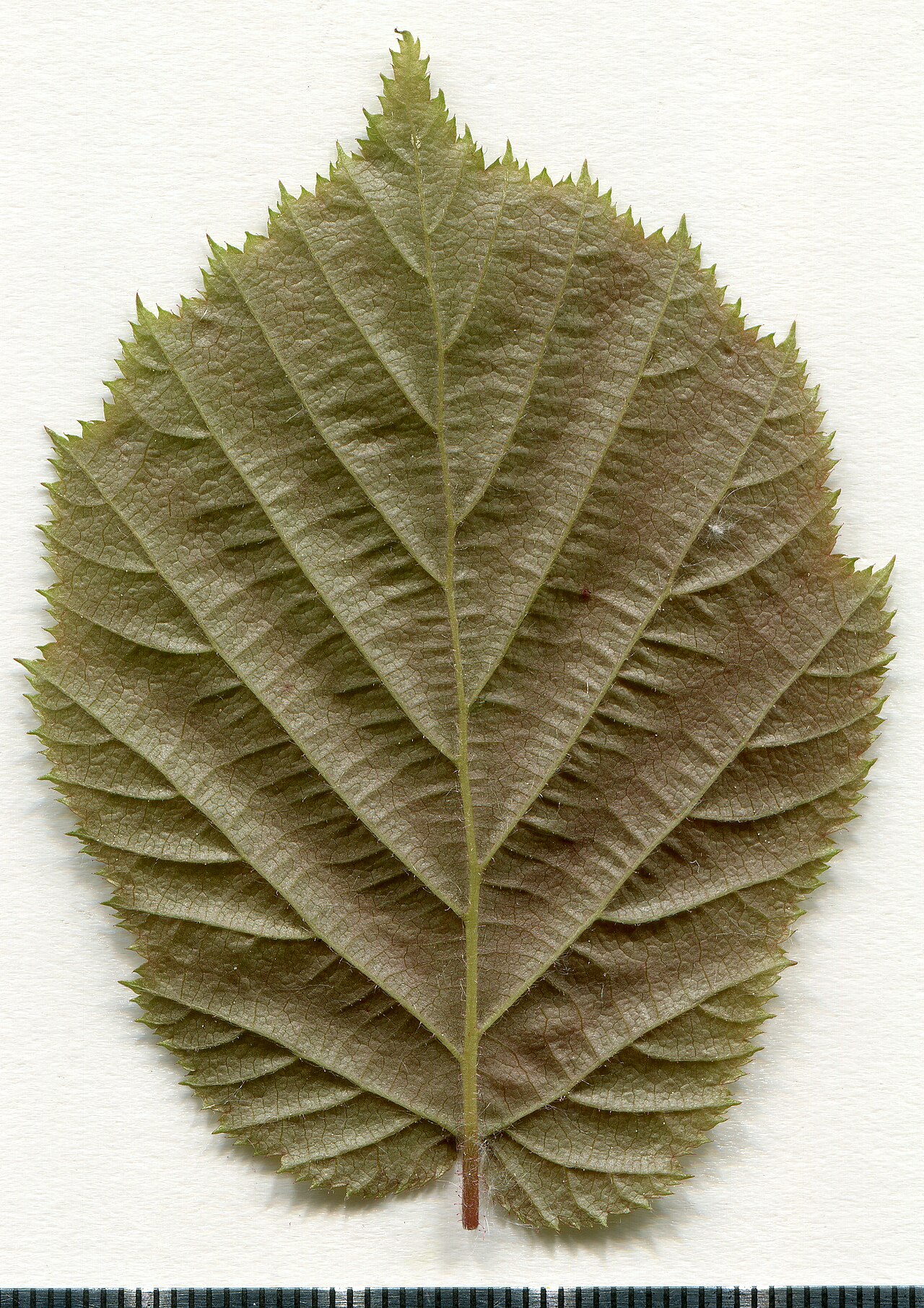 Herbarium specimen of a common hazel leaf (Corylus avellana)