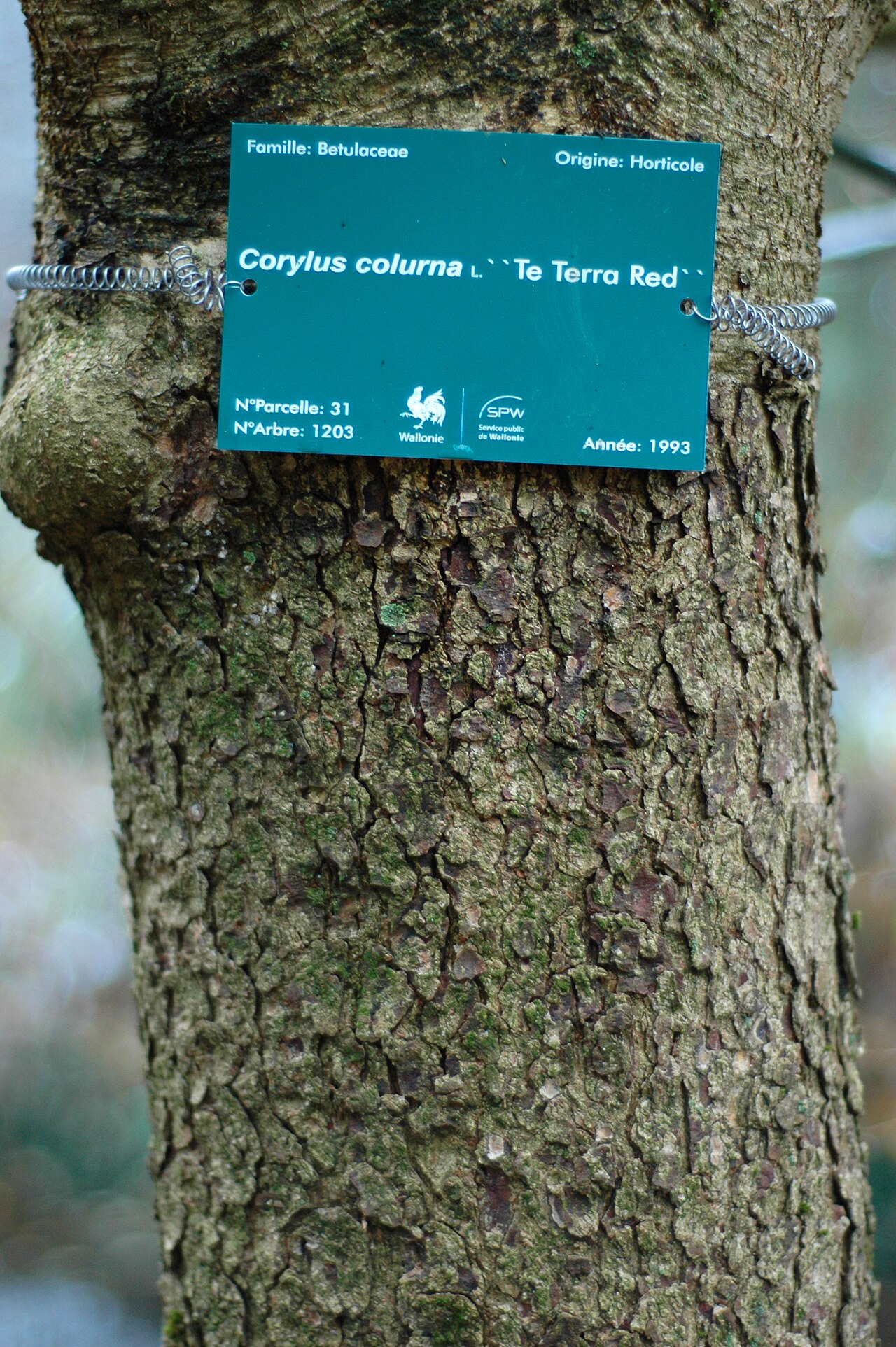 Turkish hazel (Corylus colurna), rootstock for grafted tree-form seedlings