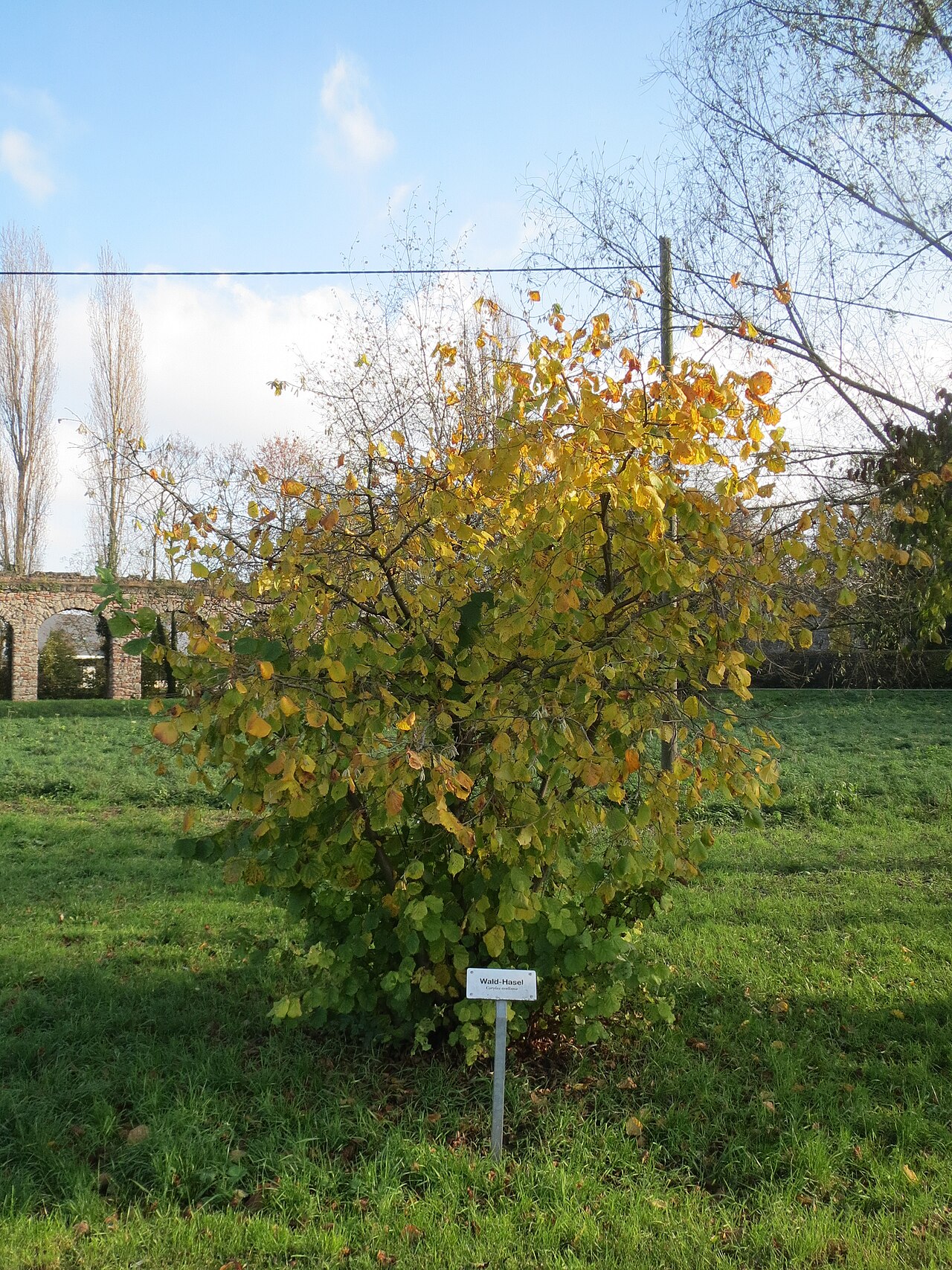 Hazelnut shrub in autumn foliage