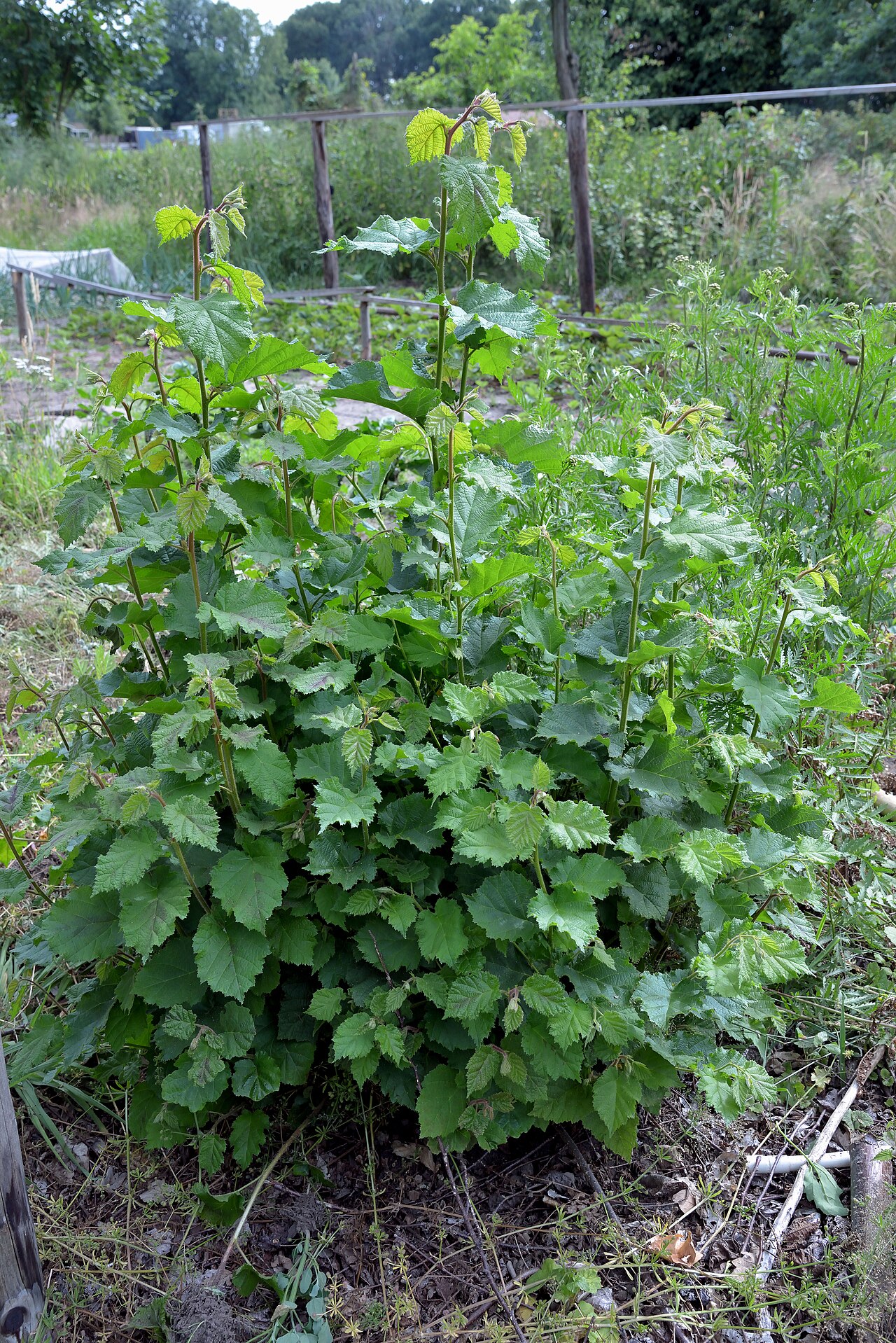 Young shoots (suckers) growing from the base of a hazelnut shrub