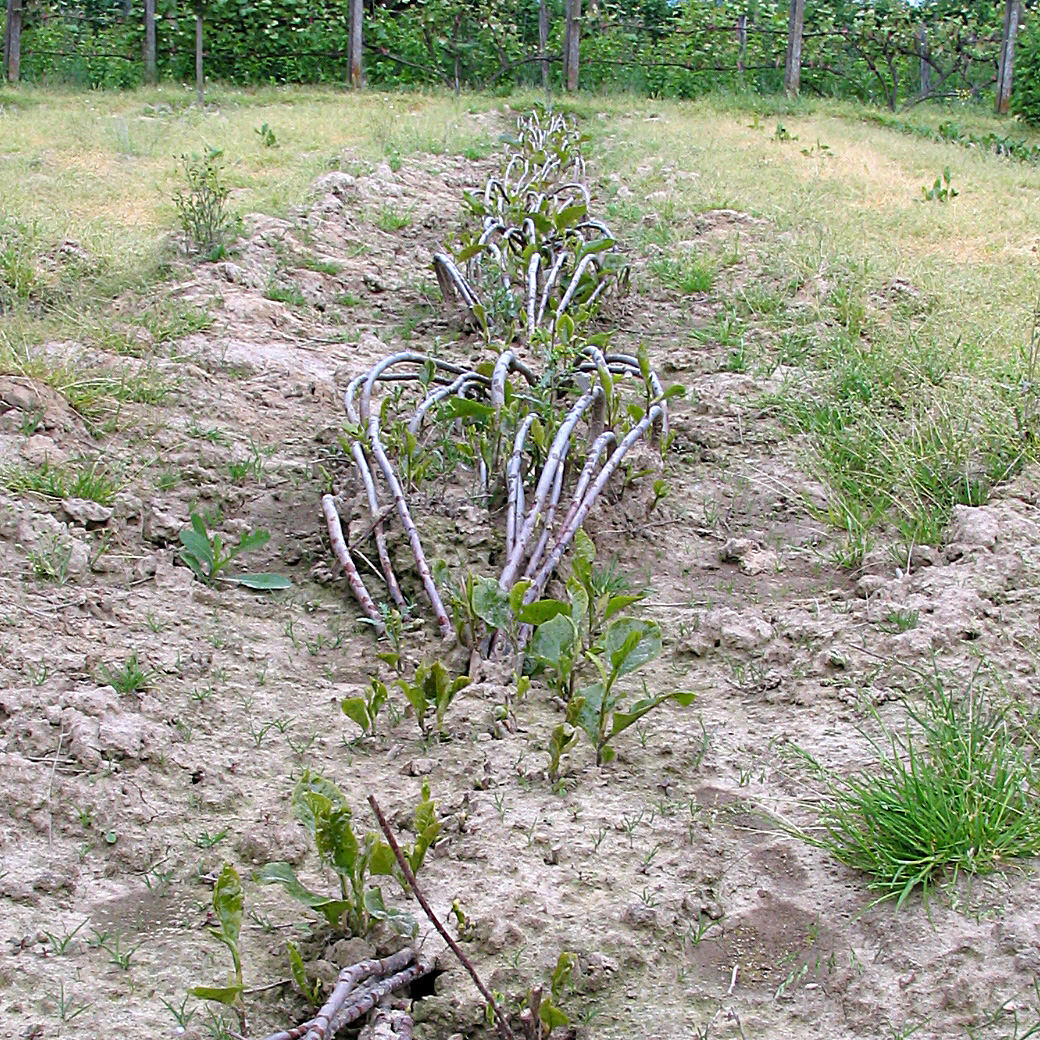 Layering: a branch laid in the ground from which vertical rooted shoots grow