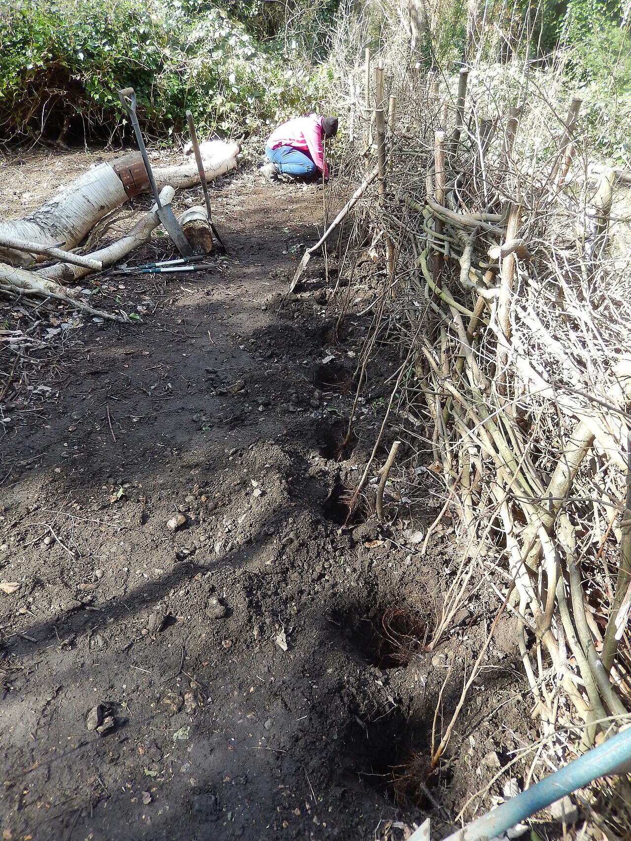 Planting young hazelnut seedlings in the permanent location