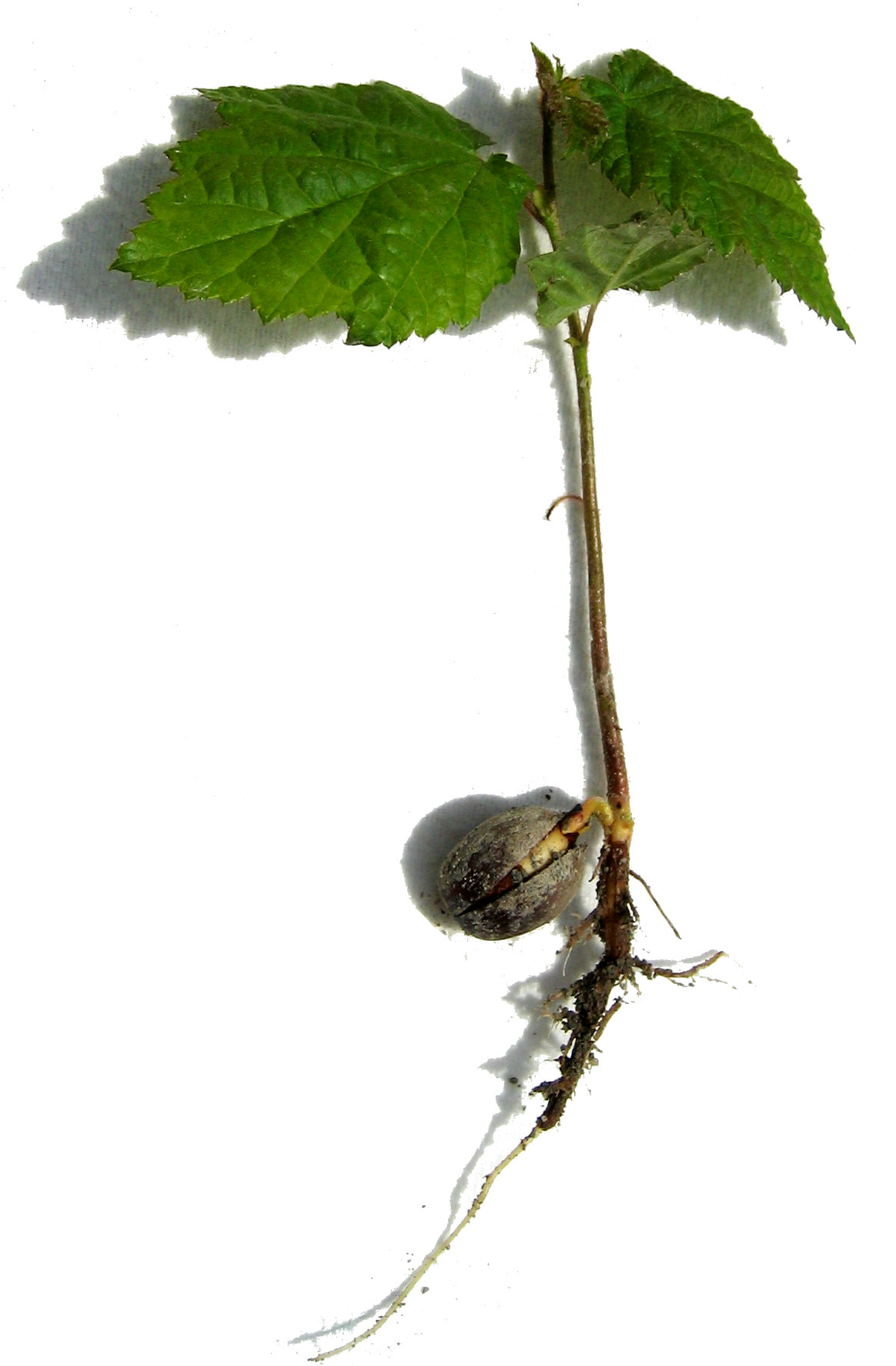 hazelnut seedling with root system