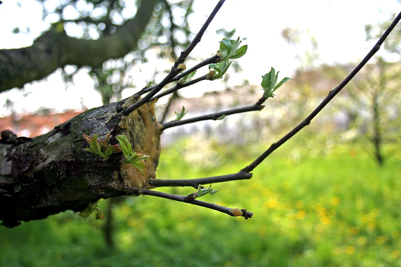 Blossoming graft on fruit tree — general view of grafting technique joining rootstock and scion