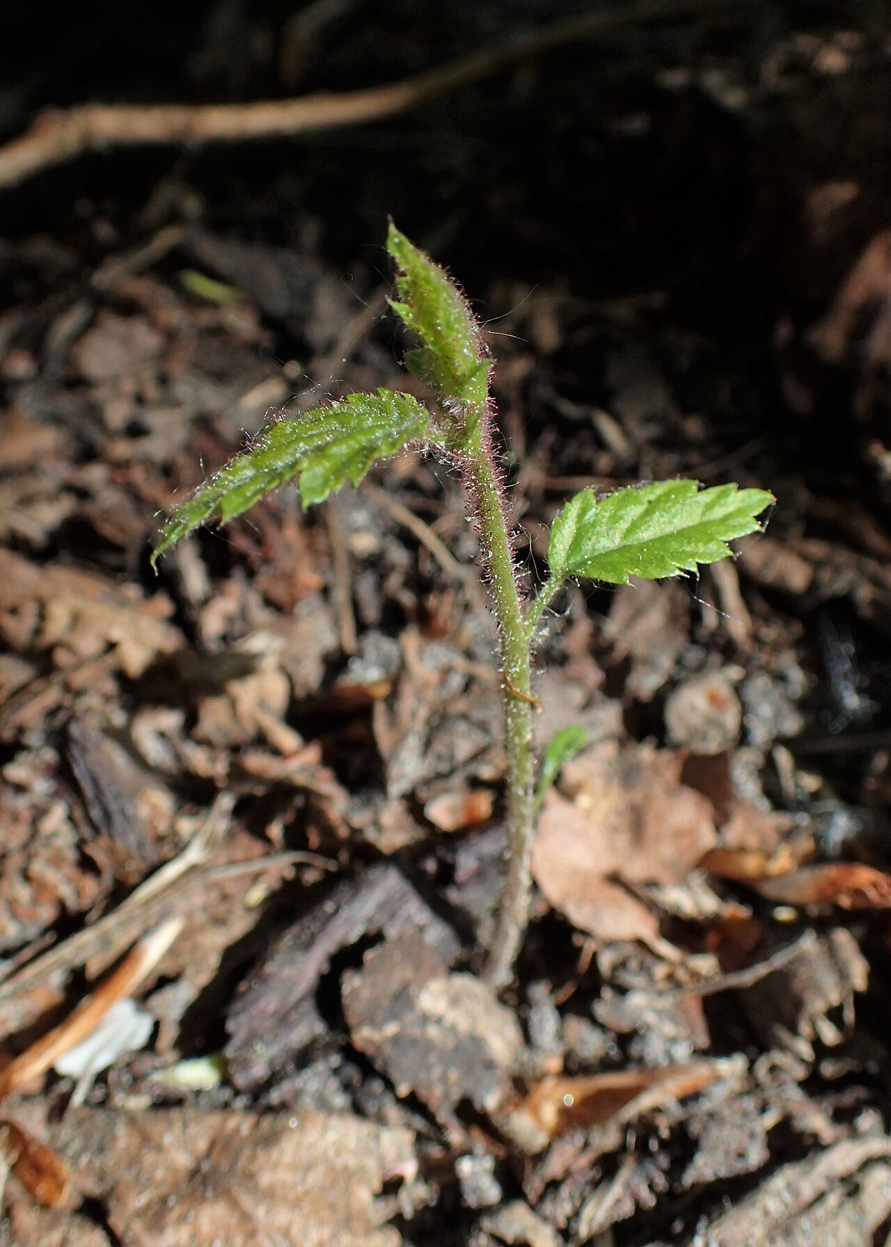 young hazelnut seedling sprout