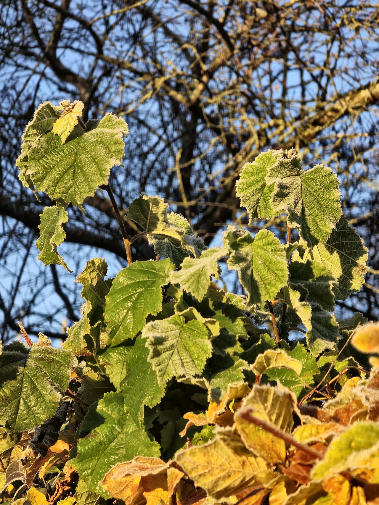 Leaves of Turkish hazel (Corylus colurna)