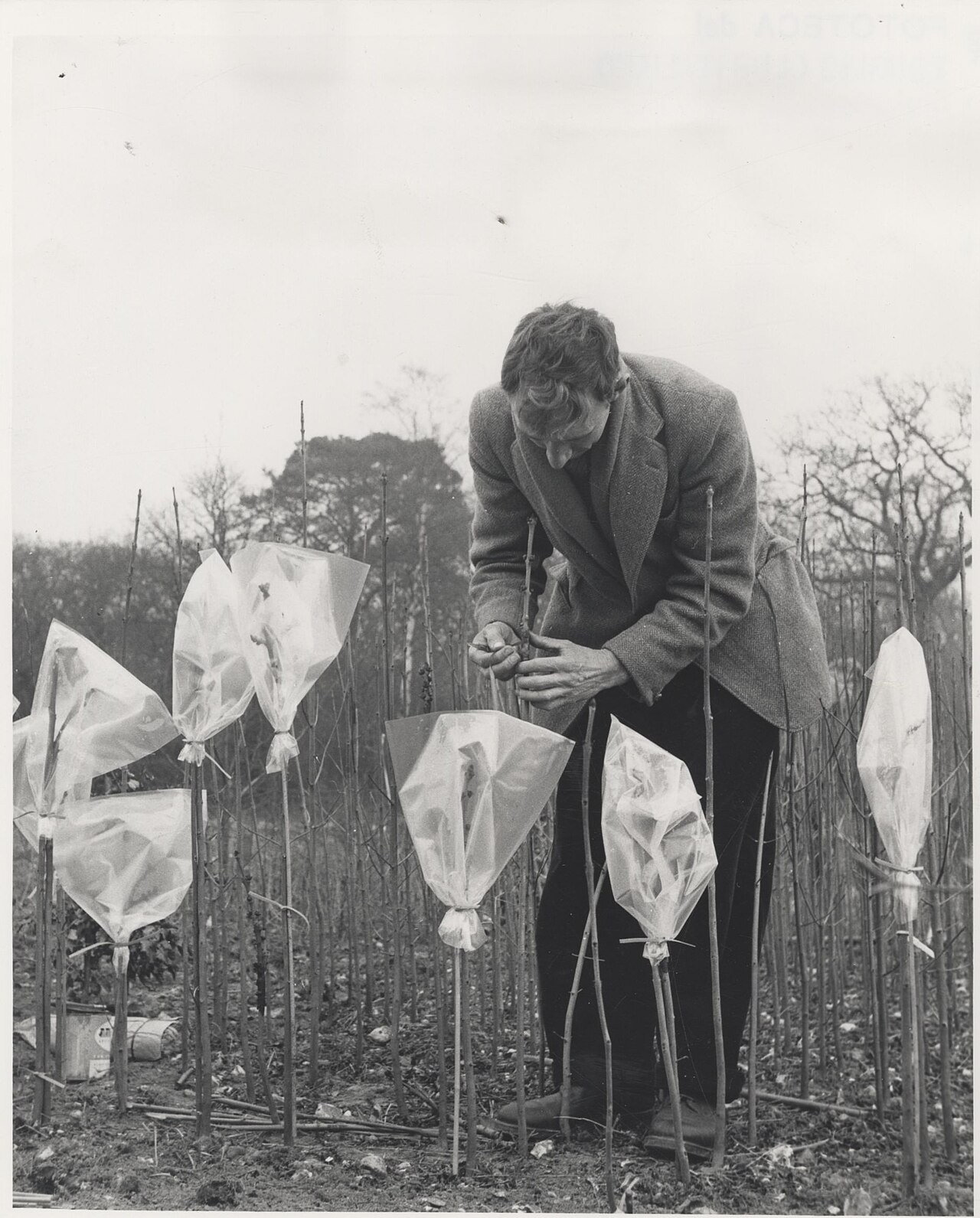 Vegetative propagation by grafting