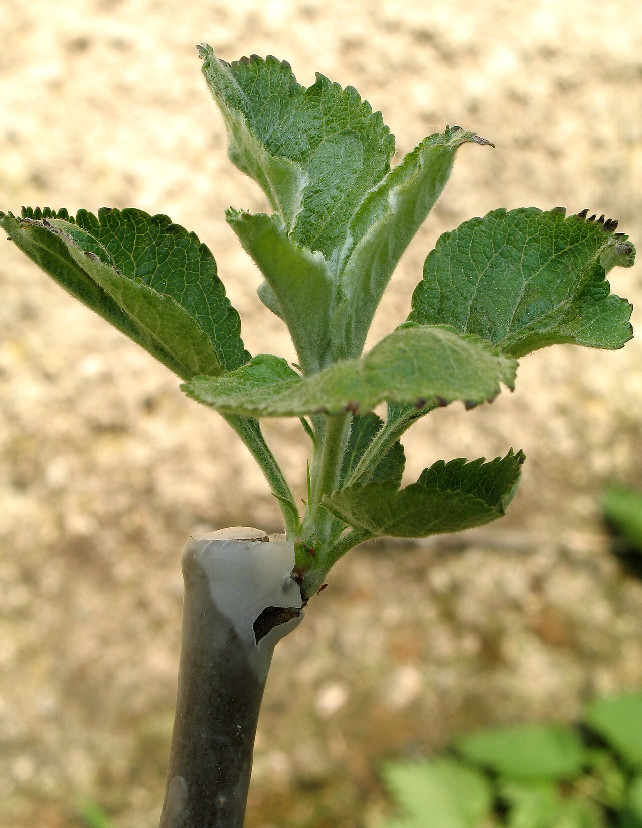 Turkish hazel (Corylus colurna) as a single-trunk tree