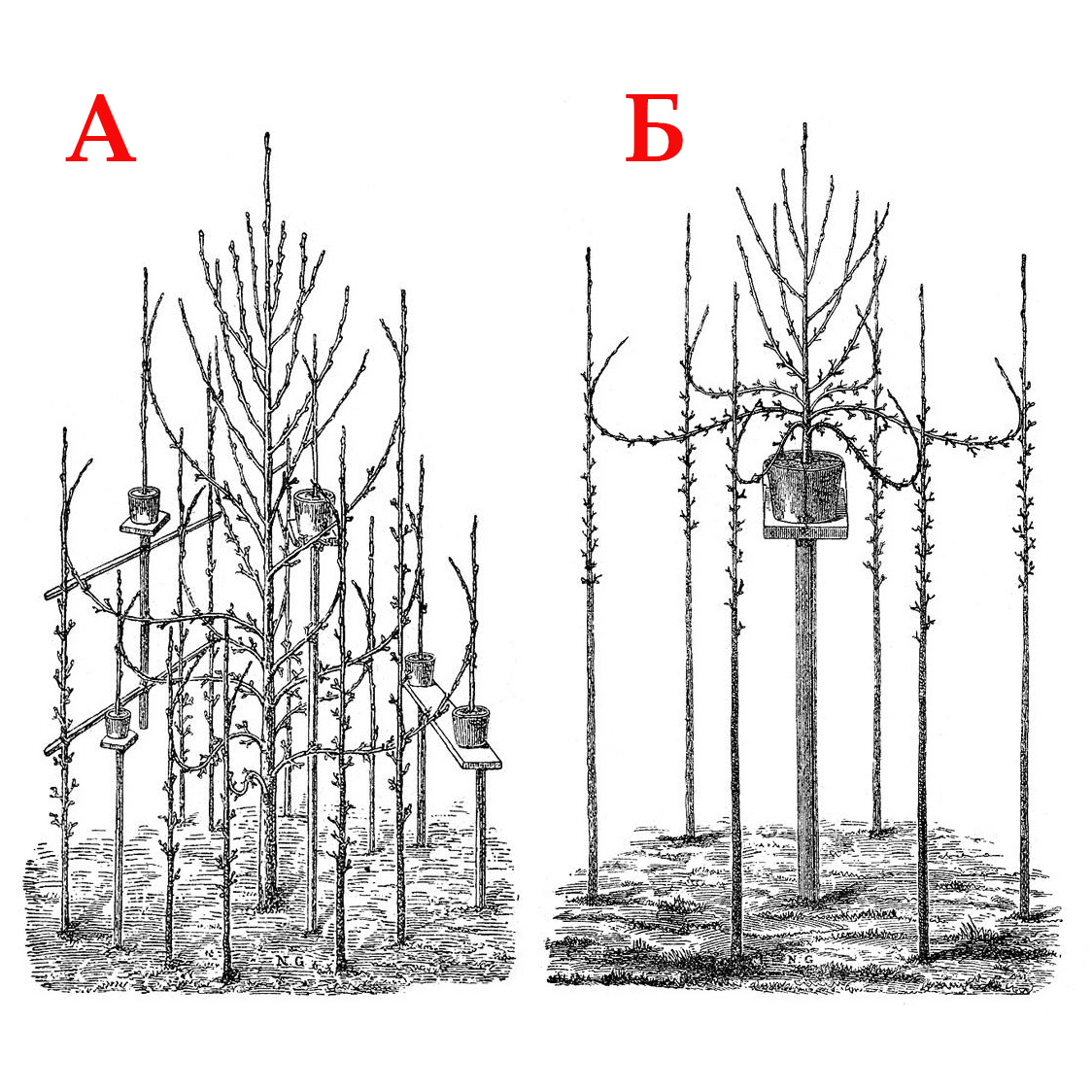 hazelnut grafting and rootstock methods