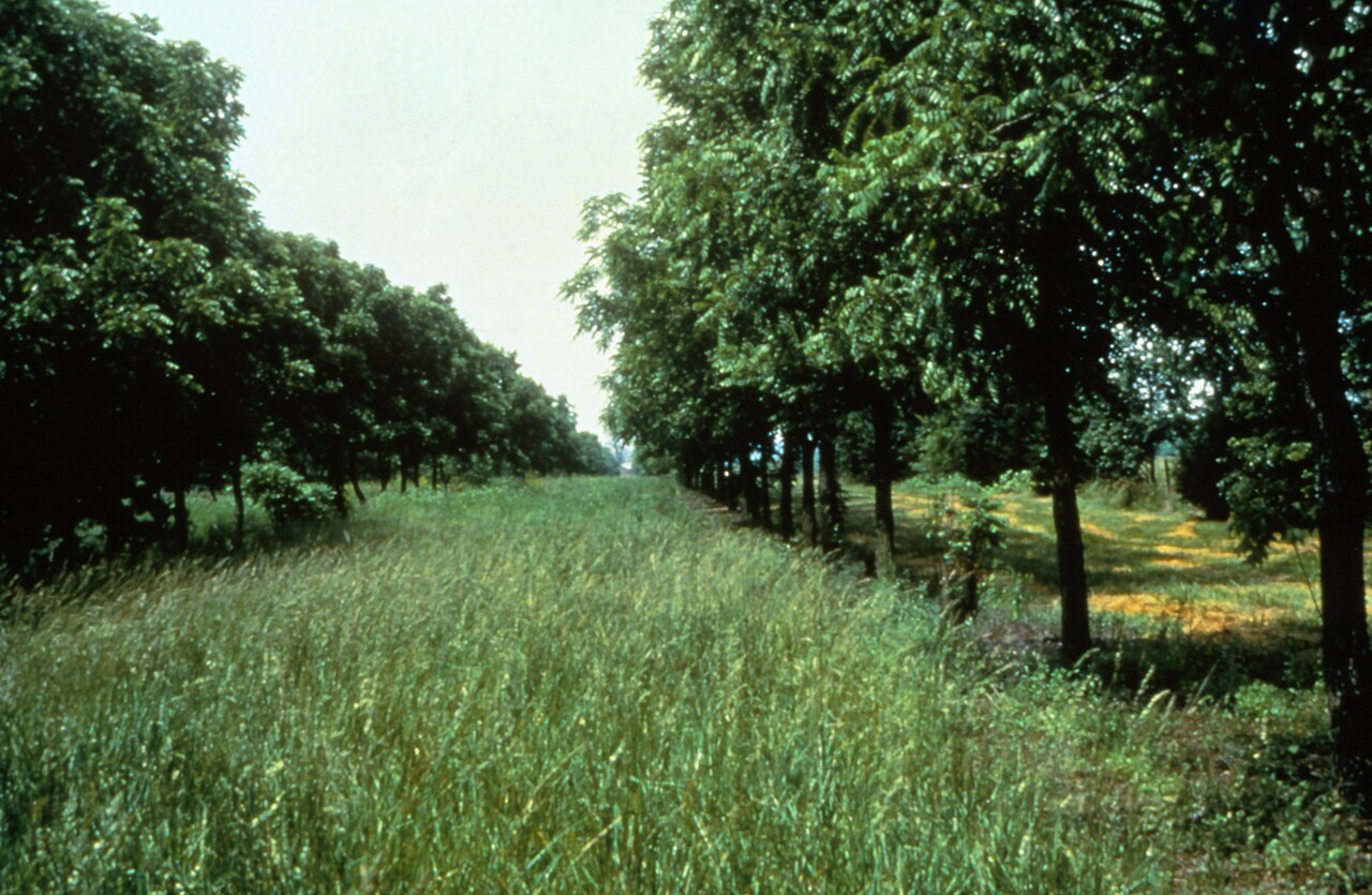Intercropping system (alley cropping): woody perennials in rows with a crop in the inter-row strip