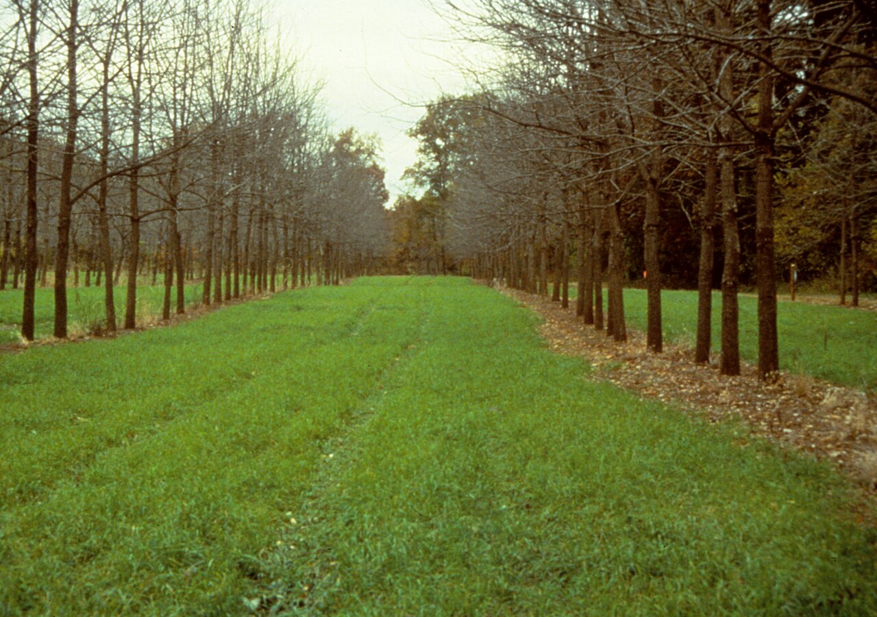 Intercropping in a walnut orchard — combination of woody perennial and intercrop