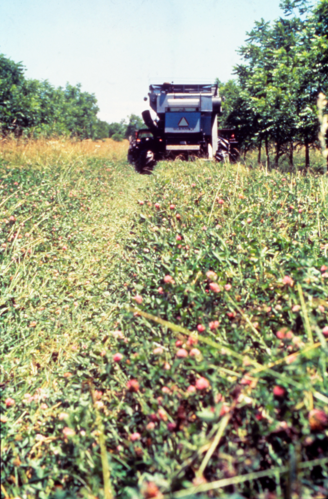 Clover as intercrop in rows of woody perennials