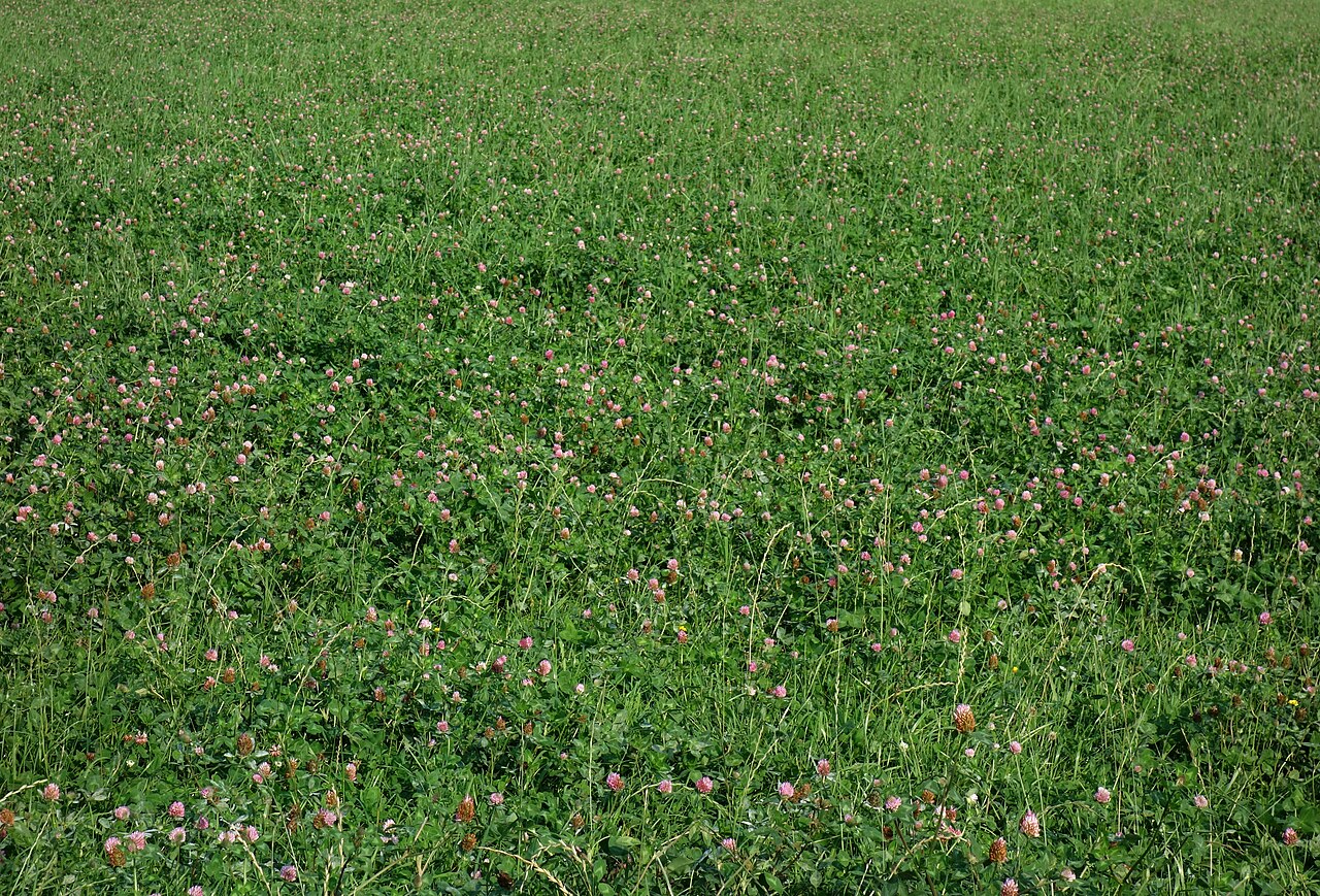 Red clover (Trifolium pratense) field, a nitrogen-fixing legume