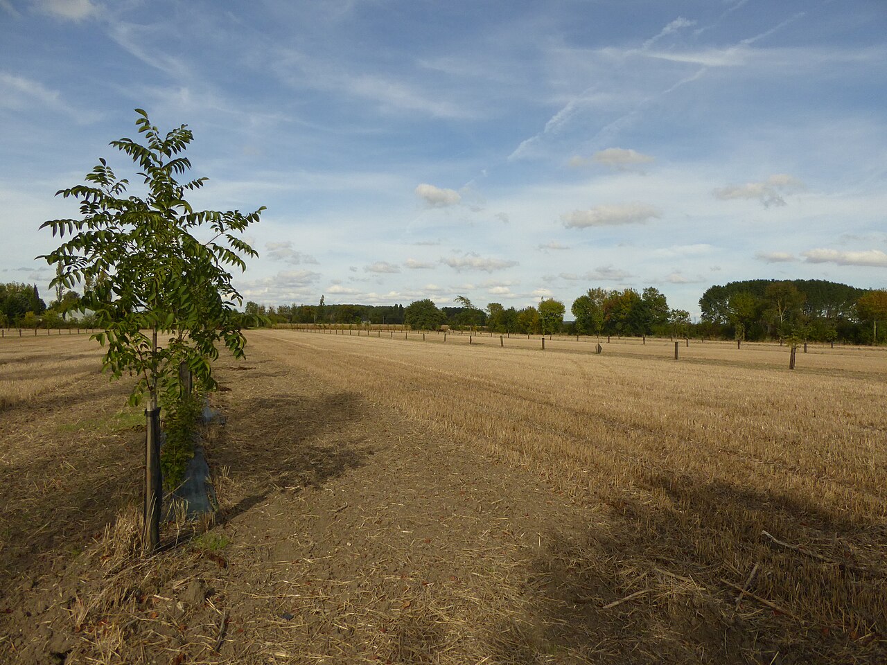 Young hazelnut trees in field