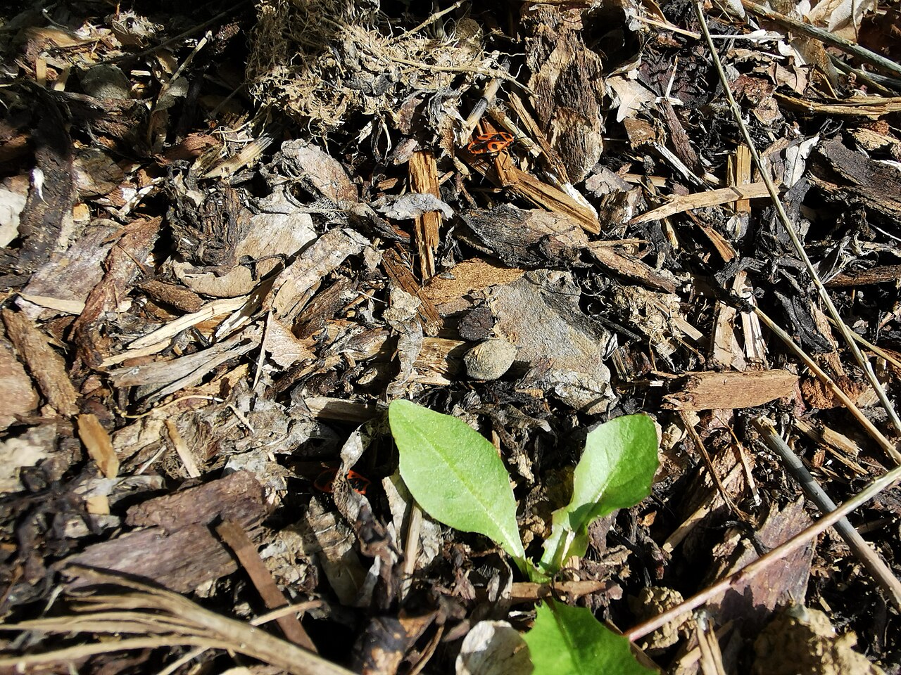 Young plant in wood chip mulch