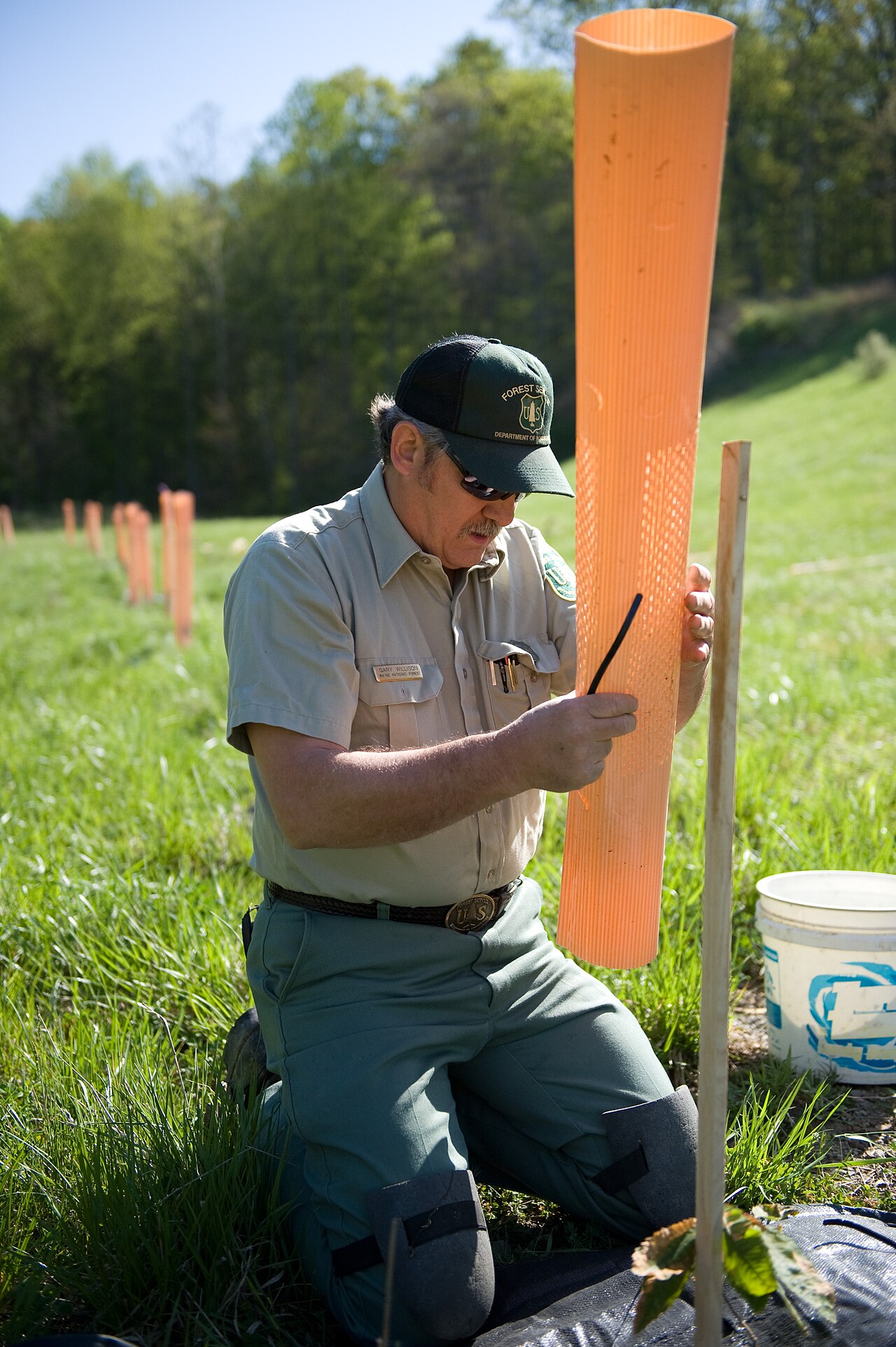 Planting a young bare-root fruit tree in the orchard