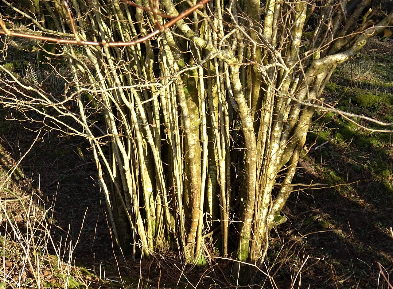 Close-up of hazelnut tree trunks