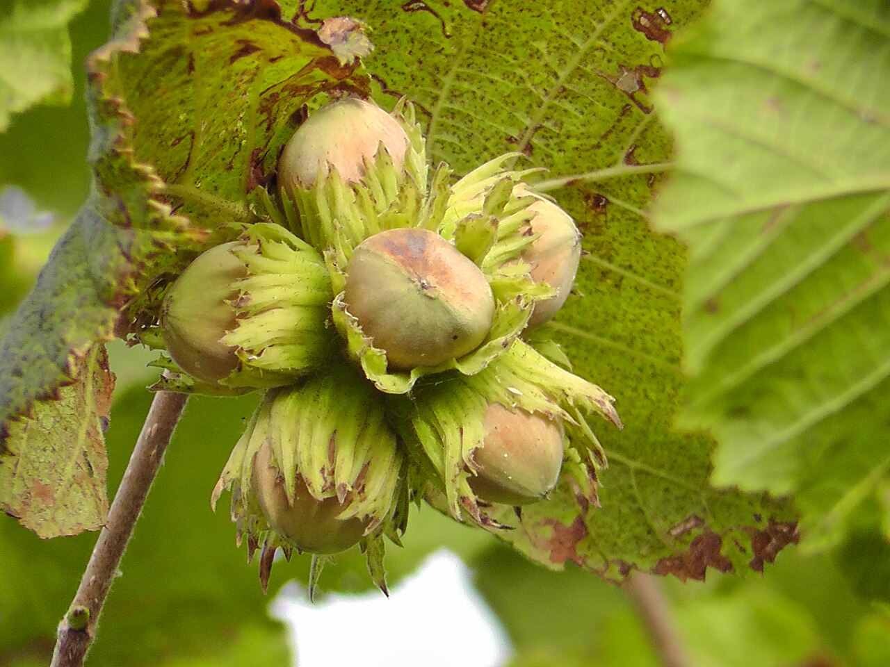 Hazelnut (Corylus avellana) as a natural bush with multiple leaders emerging from the base