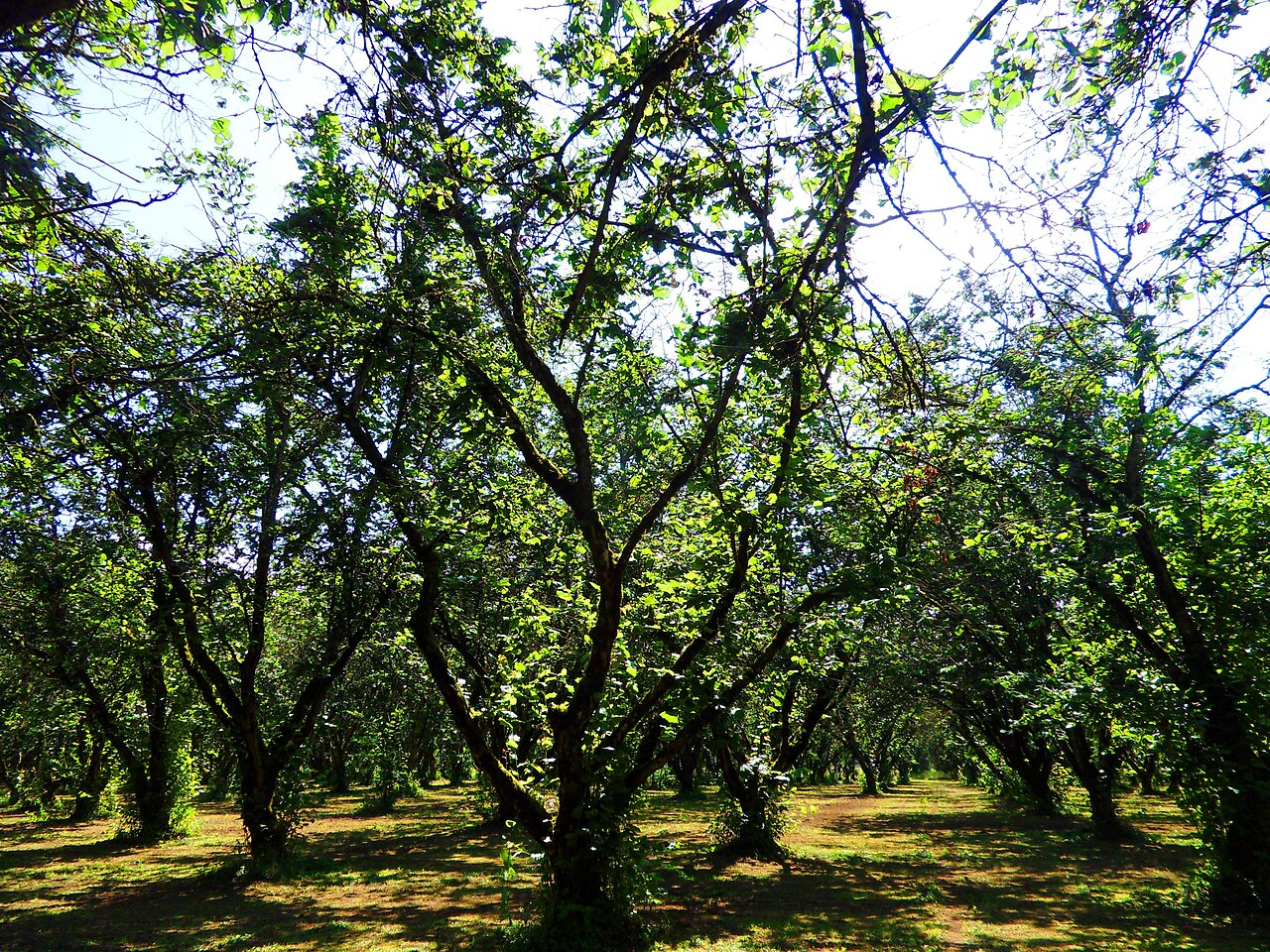 Orchard of hazelnut trees