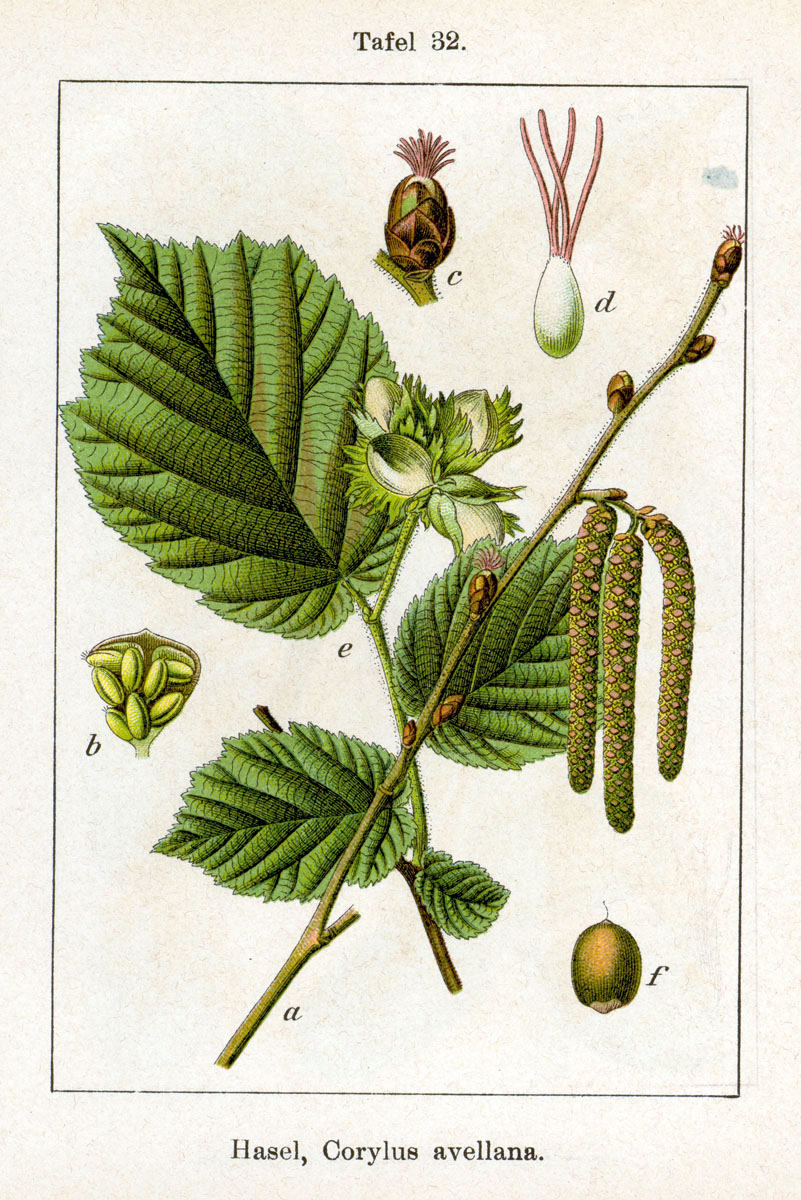 Botanical illustration of hazelnut plant