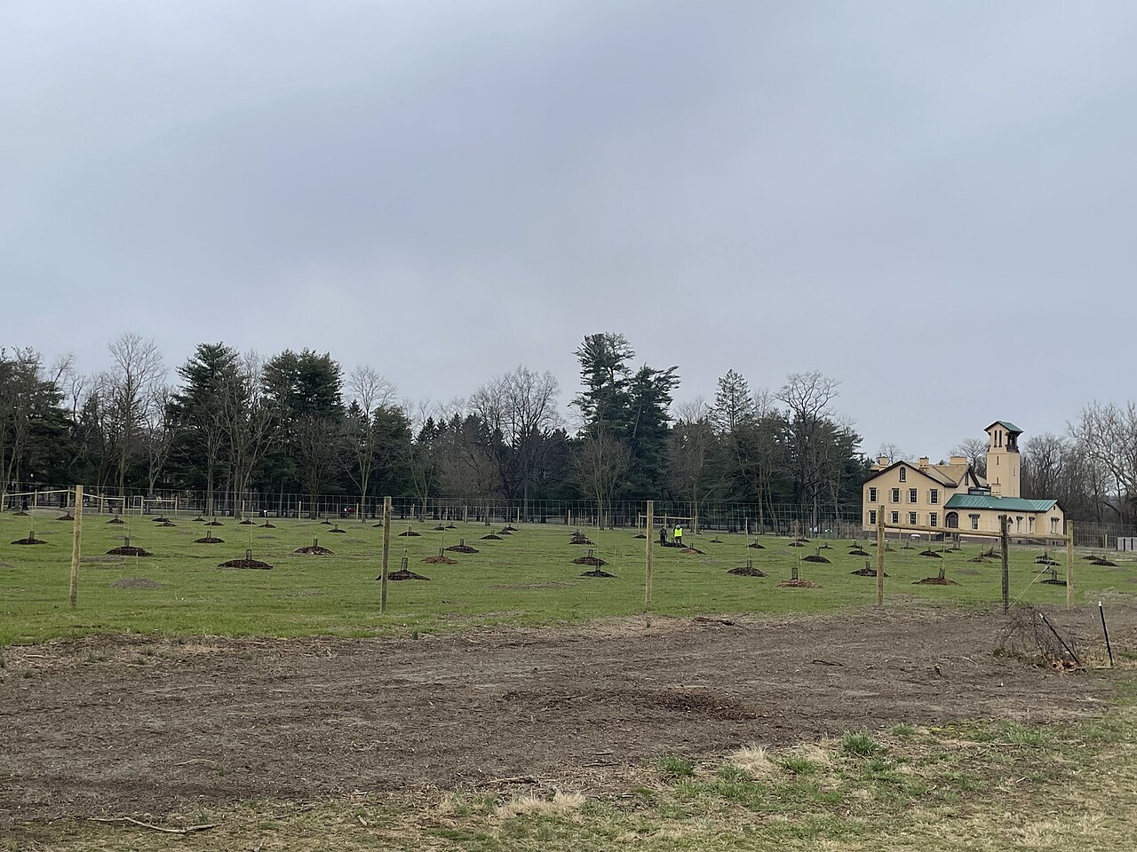 Young saplings planted in mounds in the field