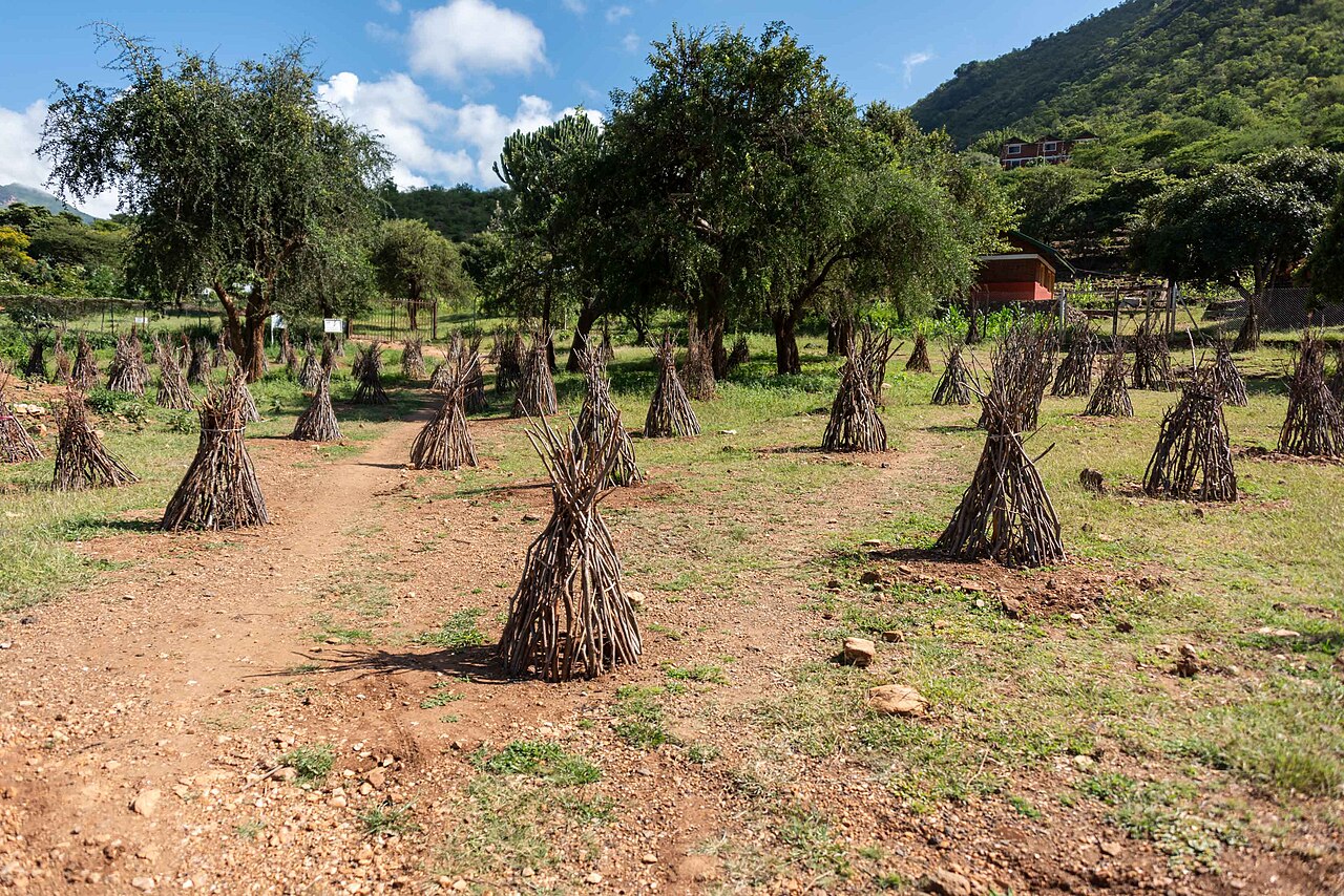 hazelnut saplings protected with stakes