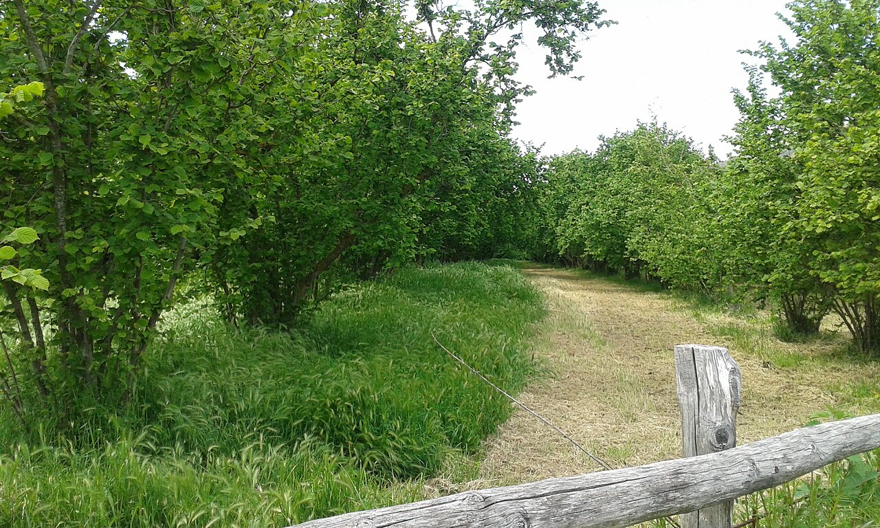 hazelnut orchard path