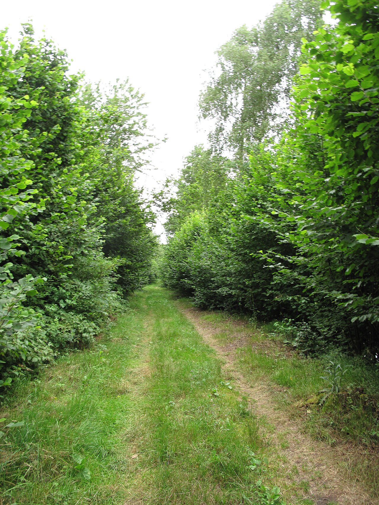 Hazel orchard path