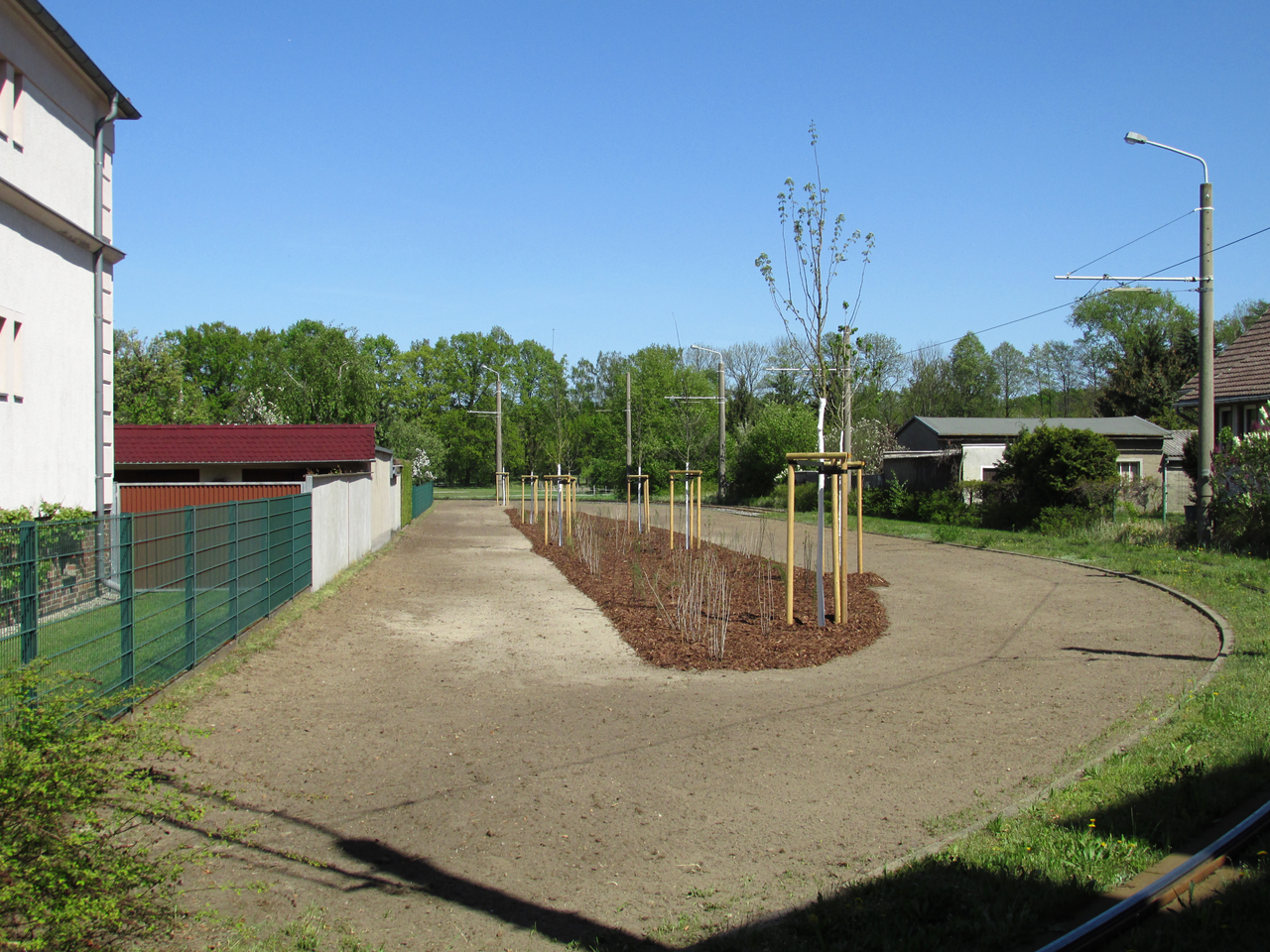 newly planted saplings in mulch