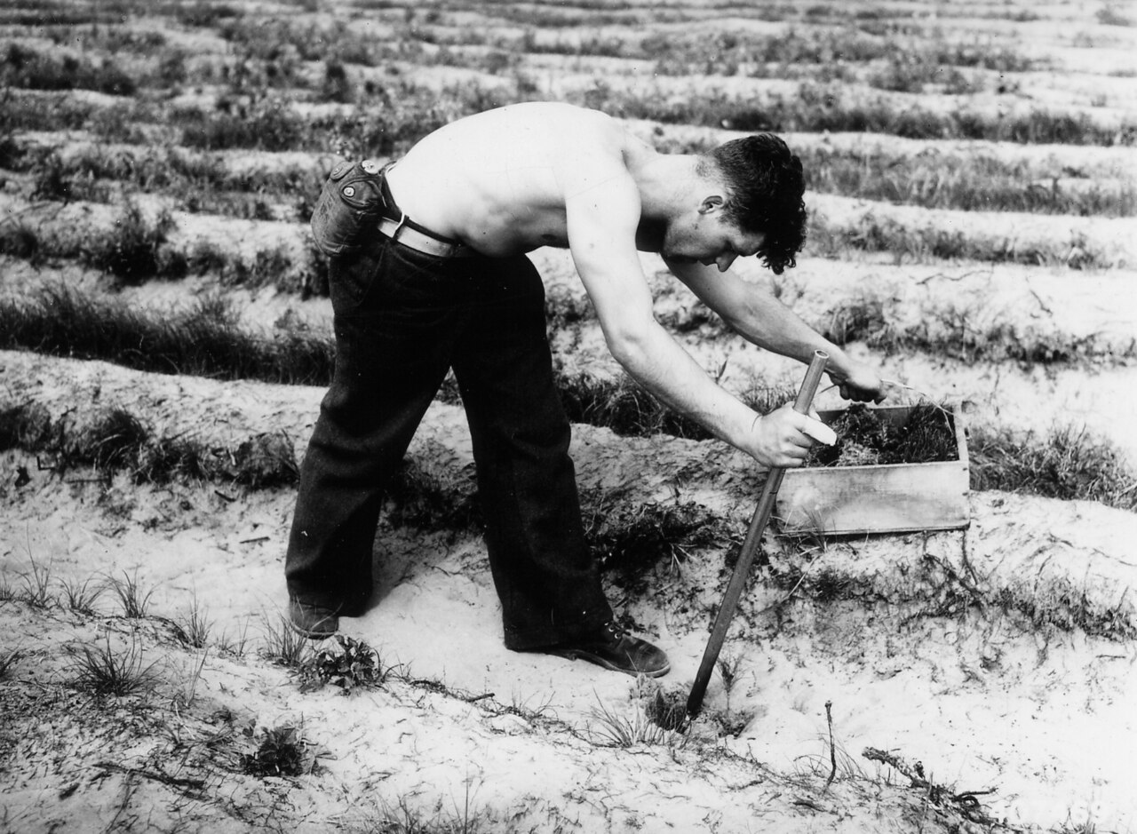 Manual planting of a young tree sapling with a planting bar