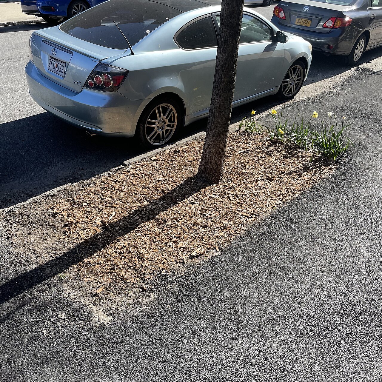 Mulching (covering) soil around the trunk of a young plant