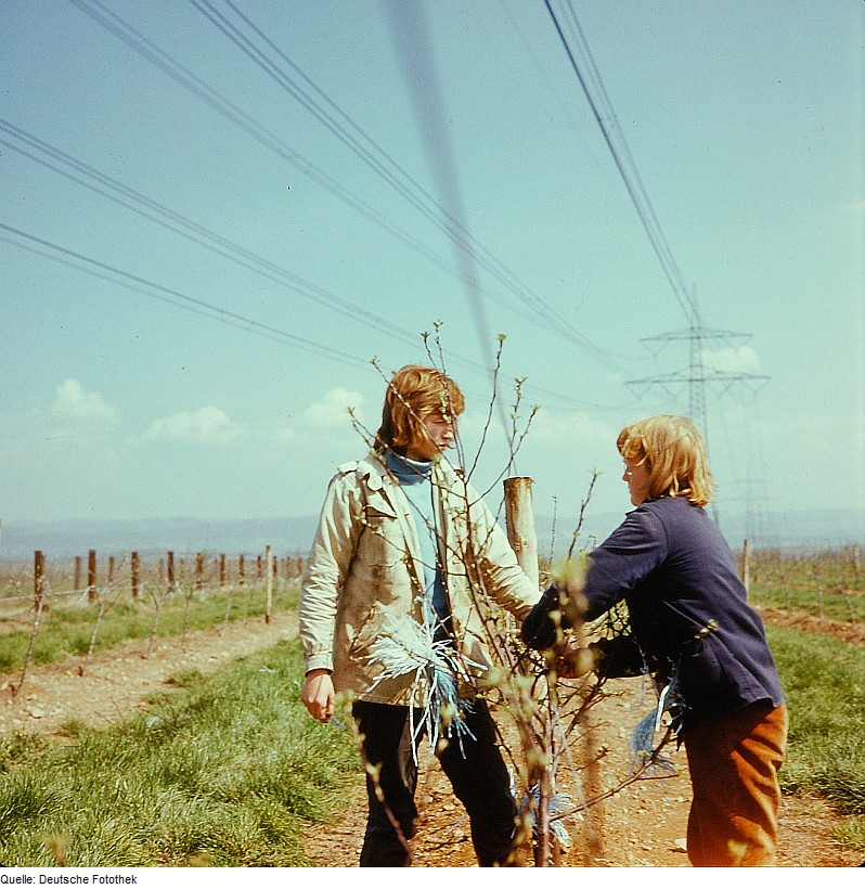 Drip irrigation in a newly established permanent orchard
