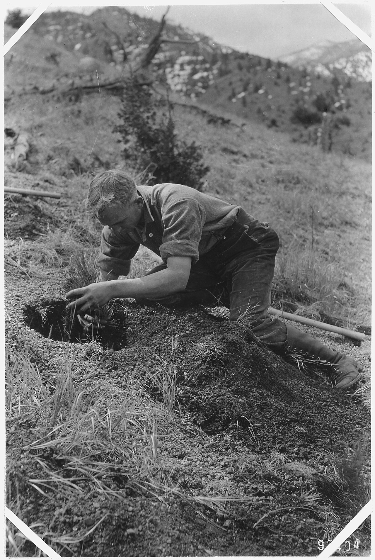 Planting a sapling: holding the plant with one hand while backfilling the hole with soil with the other